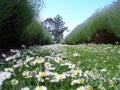 Lavender alley Royalty Free Stock Photo