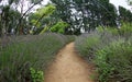 Lavender alley Royalty Free Stock Photo