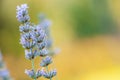 Lavender angustifolia, lavandula in herb garden in evening sunlight, sunset