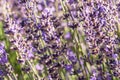 Lavender angustifolia, lavandula in herb garden in evning sunlight, sunset