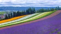 Lavender and another flower field in hokkaido - Japan , nature background