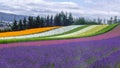 Lavender and another flower field in hokkaido , nature background