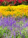 Lavender and another flower field,Spring background Royalty Free Stock Photo