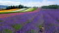 Lavender and another flower fields