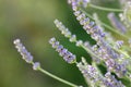 Lavender Aromatherapy Plant