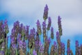 Lavender aromatic flowers, cultivation of lavender plant used as