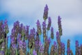 Lavender aromatic flowers, cultivation of lavender plant used as Royalty Free Stock Photo