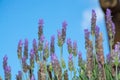 Lavender aromatic flowers, cultivation of lavender plant used as Royalty Free Stock Photo