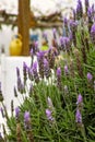 Lavender aromatic flowers, cultivation of lavender plant used as Royalty Free Stock Photo