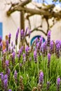 Lavender aromatic flowers, cultivation of lavender plant used as Royalty Free Stock Photo