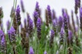 Lavender aromatic flowers, cultivation of lavender plant used as Royalty Free Stock Photo