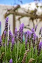 Lavender aromatic flowers, cultivation of lavender plant used as Royalty Free Stock Photo