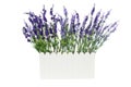 Lavender Artificial flowers in white Plastic vase isolated