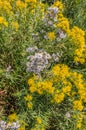 Lavender Asters And Yellow Rabbitbrush