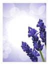 Lavender background 2