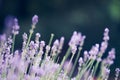 Lavender, background bokeh , toned purple violet closeup bloom