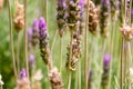 Defocused background of lavender blooms with violet and green colors Royalty Free Stock Photo