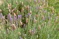 Defocused background of lavender blooms with violet and green colors Royalty Free Stock Photo