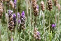 Defocused background of lavender blooms with violet and green colors Royalty Free Stock Photo