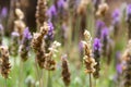 Defocused background of lavender blooms with violet and green colors Royalty Free Stock Photo