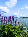 Lavender on the background of Lake Geneva