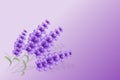 Lavender background