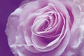 Lavender background with wonderful tender rose