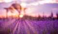 Lavender Ballet: Bush in Full Bloom, Nature's Delicate Dance Captured in Exquisite Detail