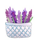 Lavender in a basket, watercolor illustration