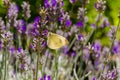 Lavender with batterfly