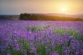 Lavender beautiful meadow. Royalty Free Stock Photo