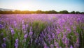 Lavender beautiful meadow. Royalty Free Stock Photo