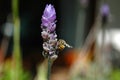 Lavender with bee Royalty Free Stock Photo