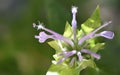 Lavender Bee Balm Monarda Fistulosa Royalty Free Stock Photo