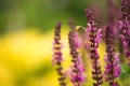 Lavender and bee , defocused background Royalty Free Stock Photo