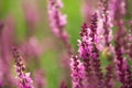 Lavender and bee , defocused background Royalty Free Stock Photo