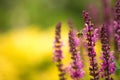 Lavender and bee , defocused background