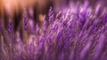 Lavender Bliss: A Stunning Close Up Image of Delicate and Fragrant Lavender Flowers