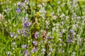 Lavender blooming bush in the garden close up. Lavandula common name lavender in the flowerbed. Blossoming stems of lavender plant Royalty Free Stock Photo