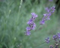 Lavender blooming in a flower bed in the park. The fragrance of perennial flowers on a summer evening. Medicinal plant