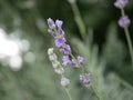 Lavender blooming in a flower bed in the park. The fragrance of perennial flowers on a summer evening. Medicinal plant