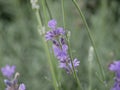 Lavender blooming in a flower bed in the park. The fragrance of perennial flowers on a summer evening. Medicinal plant