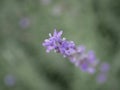 Lavender blooming in a flower bed in the park. The fragrance of perennial flowers on a summer evening. Medicinal plant