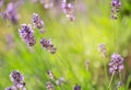 lavender blooming in a garden