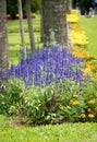 Lavender blooming in the garden