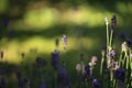 Lavender blooming in the garden in summer, colorful background Royalty Free Stock Photo