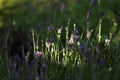 Lavender blooming in the garden in summer, colorful background Royalty Free Stock Photo