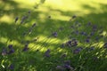 Lavender blooming in the garden in summer, colorful background Royalty Free Stock Photo