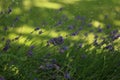 Lavender blooming in the garden in summer, colorful background Royalty Free Stock Photo