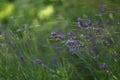 Lavender blooming in the garden in summer, colorful background Royalty Free Stock Photo